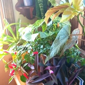 Winter is over  and I need to purge some plants,  10 plant starts, my c…